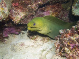 Green Moray Eel IMG 5564